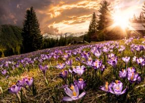 Valley of Flowers Valley of FLowers
